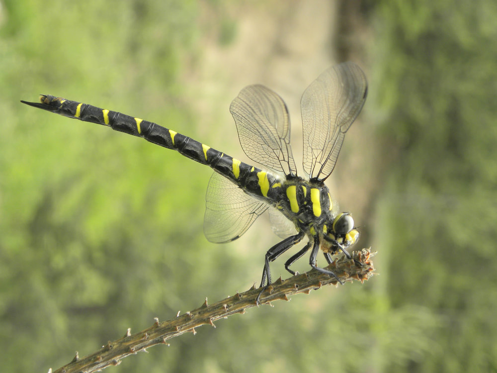 Dragonflies of Bulgaria